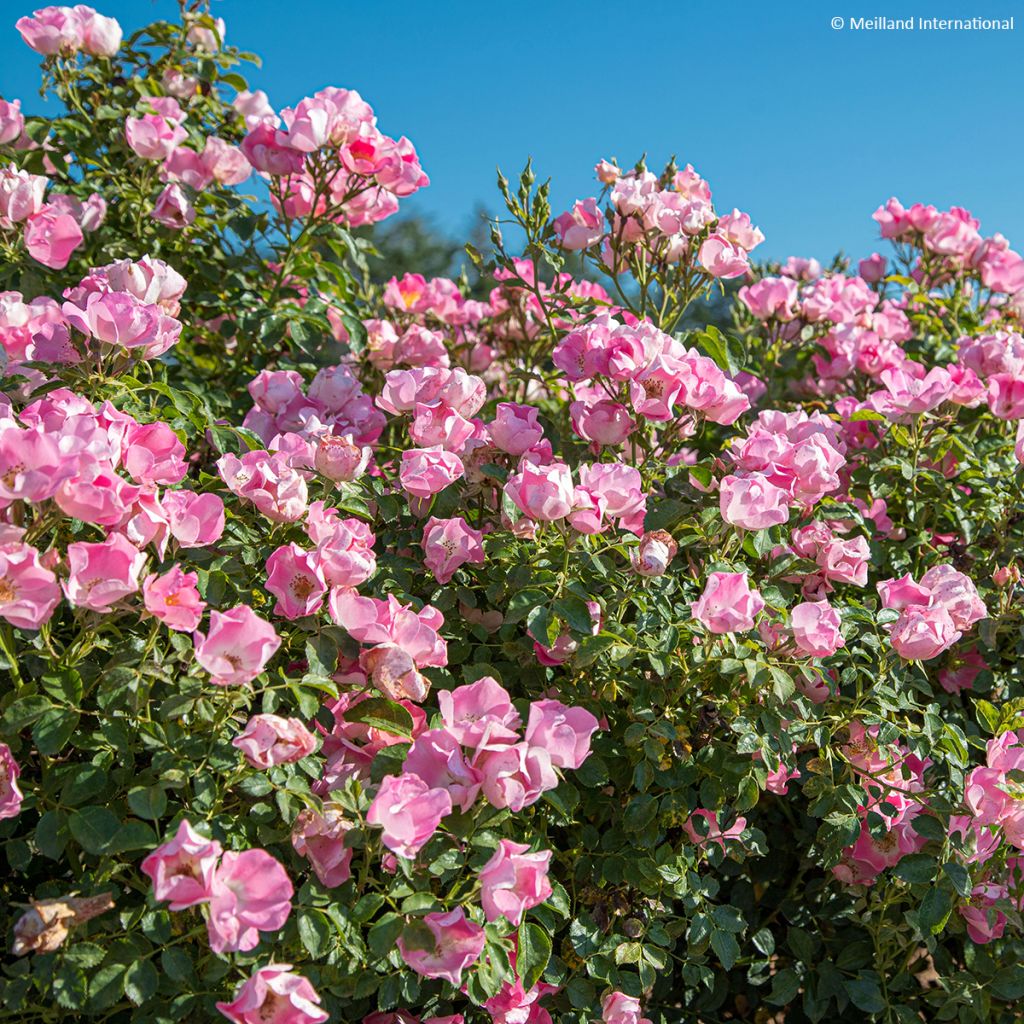 Rosa polyantha Friendly Pink - Polyantha-Rose