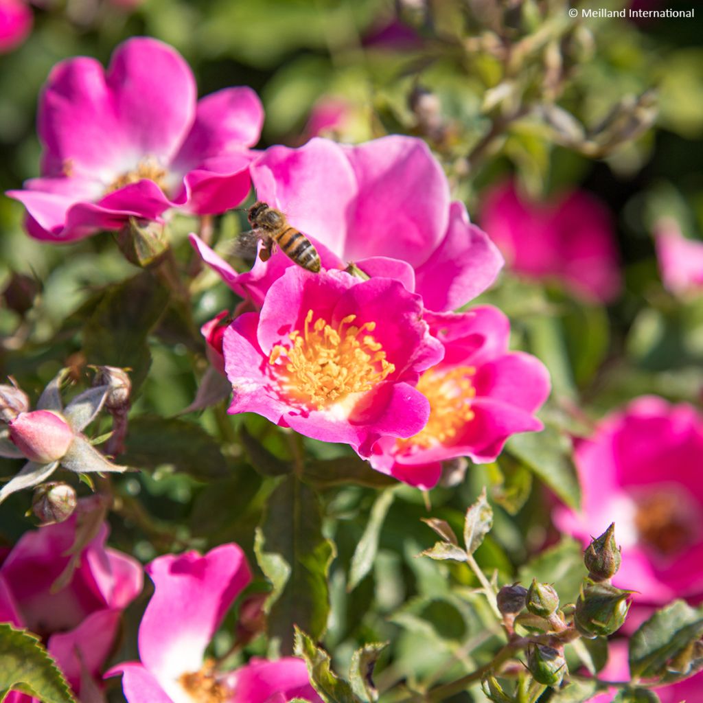 Rosa polyantha Friendly Purple - Polyantha-Rose