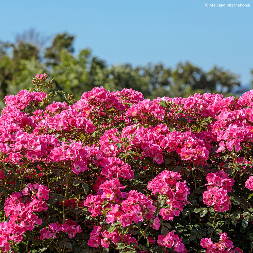 Rosa polyantha Friendly Purple - Polyantha-Rose