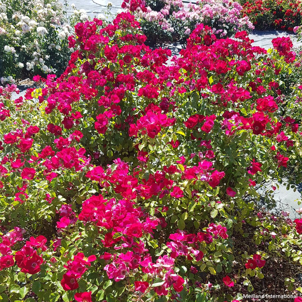 Rosa polyantha Friendly Red Meiariba - Polyantha-Rose