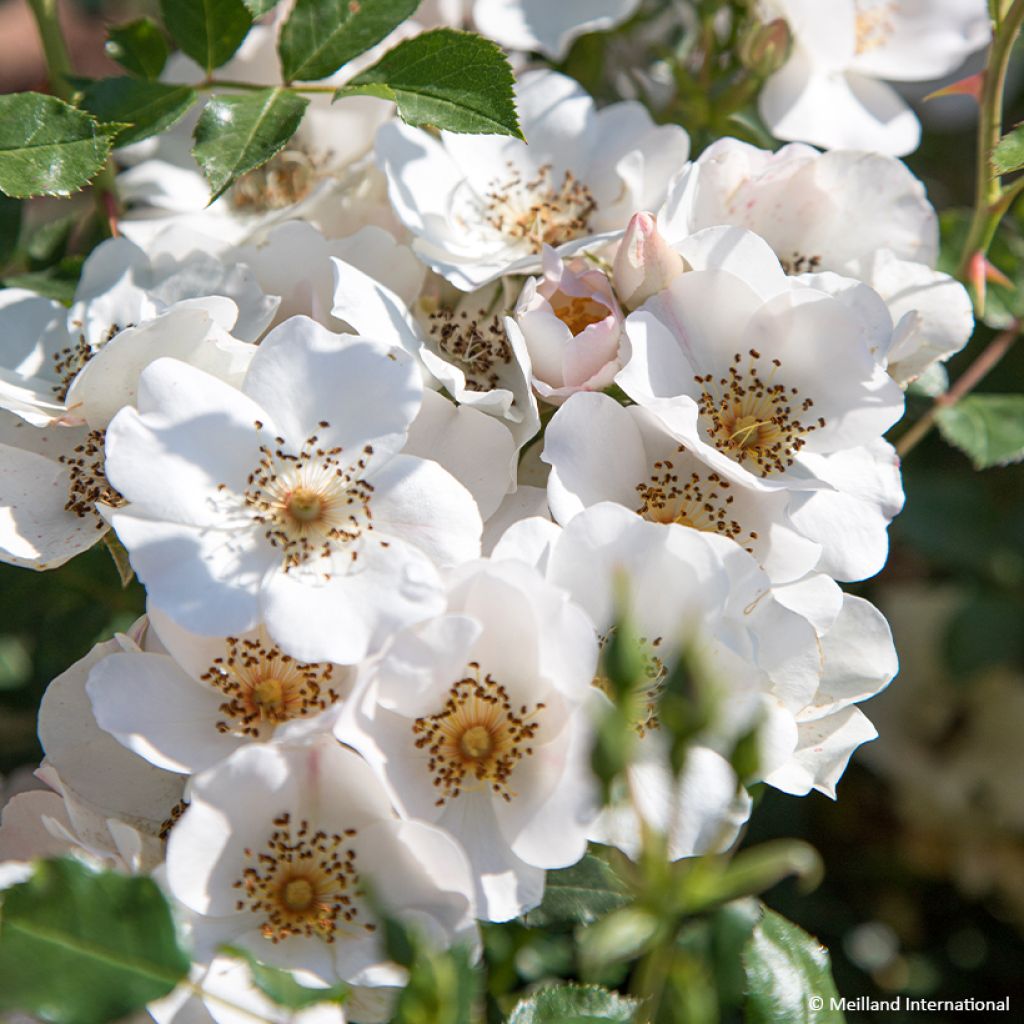 Rosa polyantha Friendly Sweet - Polyantha-Rose