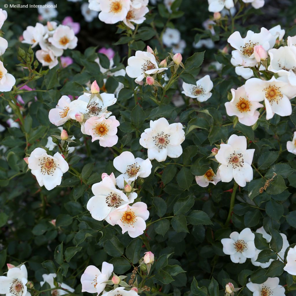 Rosa polyantha Friendly Sweet - Polyantha-Rose