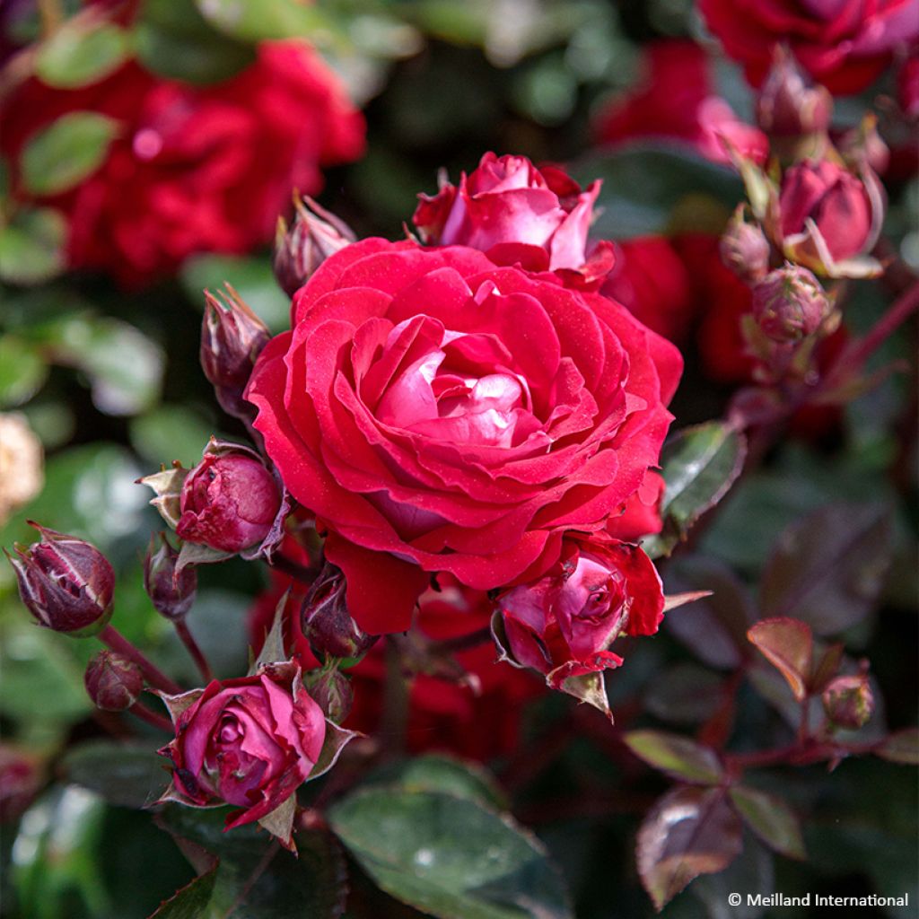 Rosa Street Colors Belle de Grasse 'Meibelitz' - Parkrose