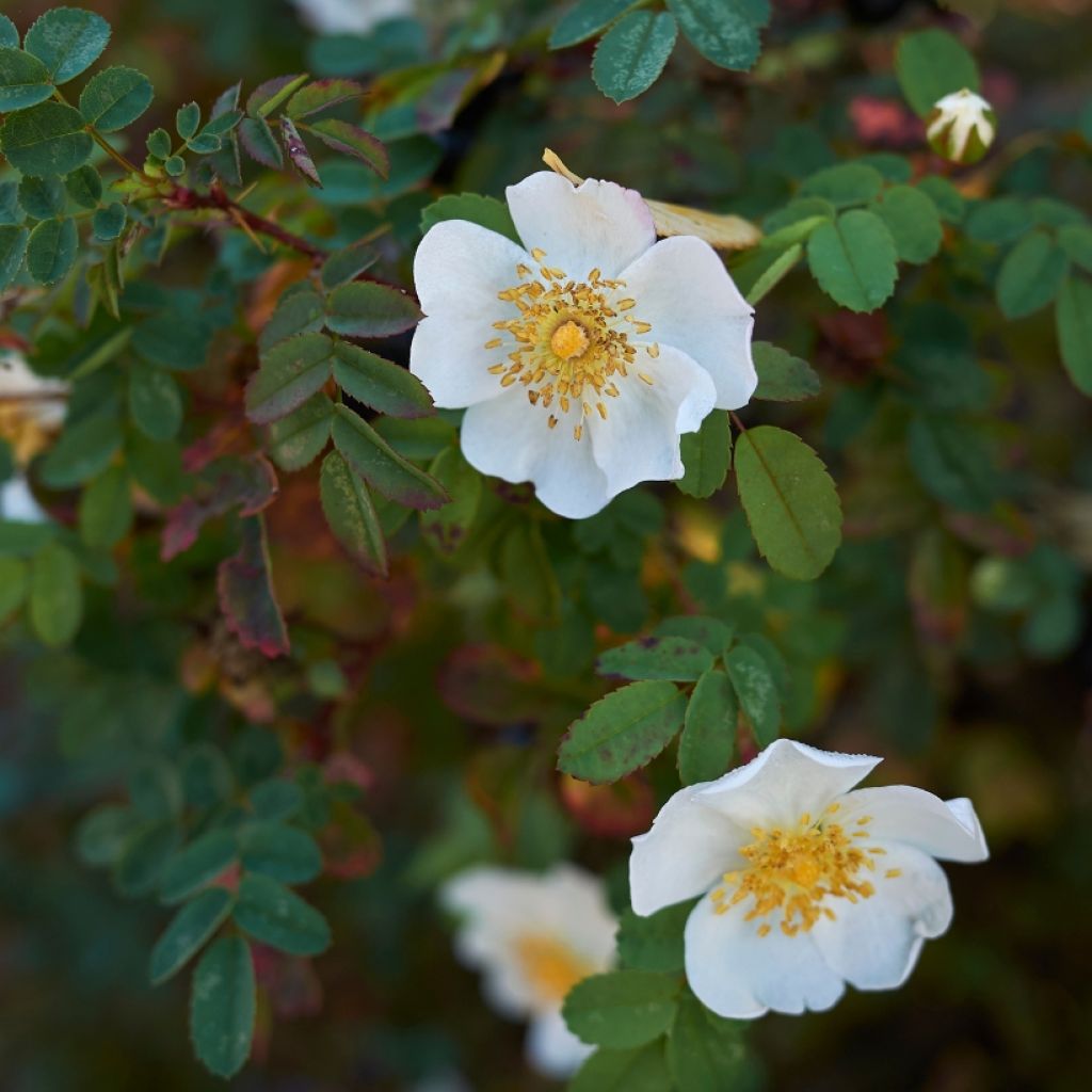 Rosa pimpinellifolia - Dünen-Rose