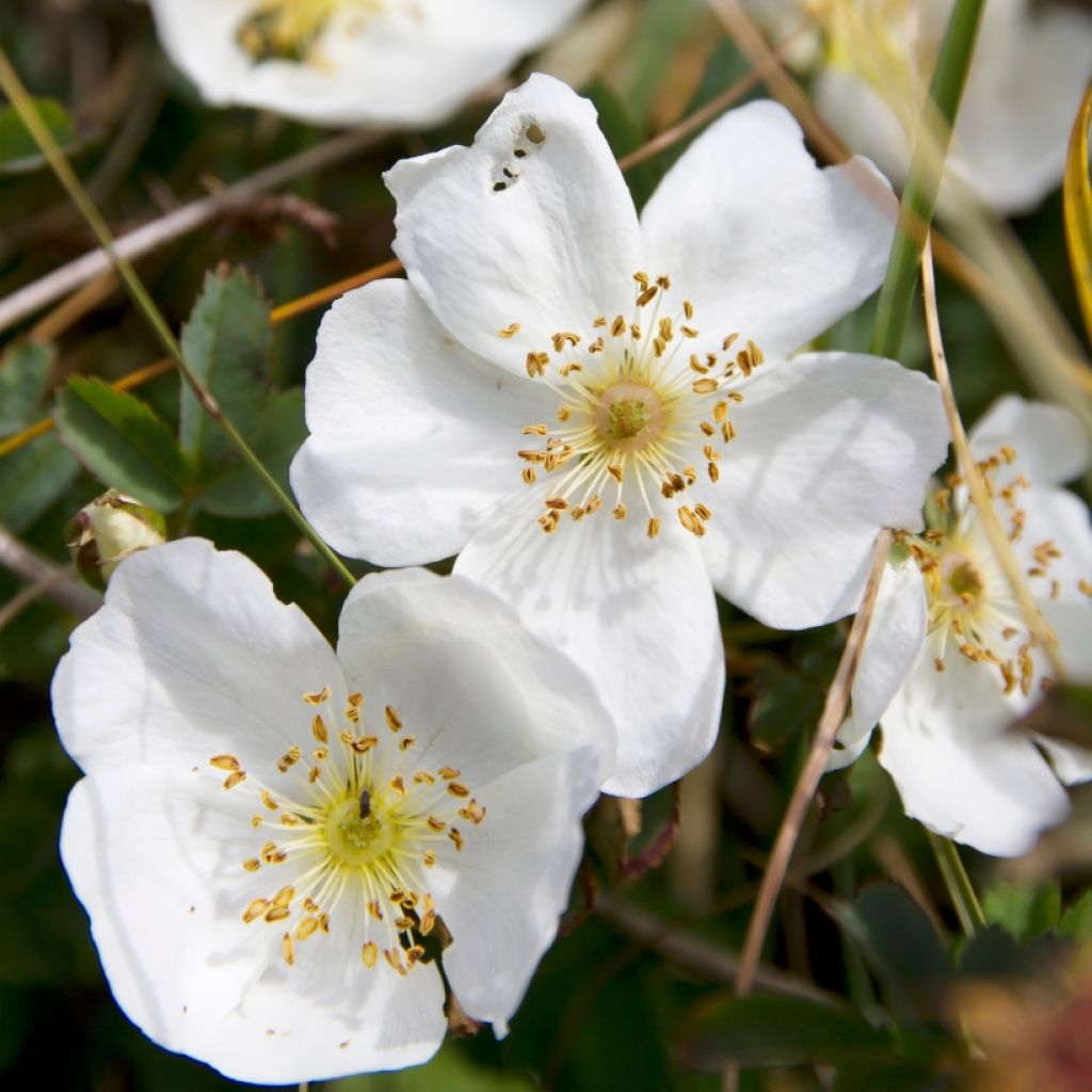 Rosa pimpinellifolia - Dünen-Rose