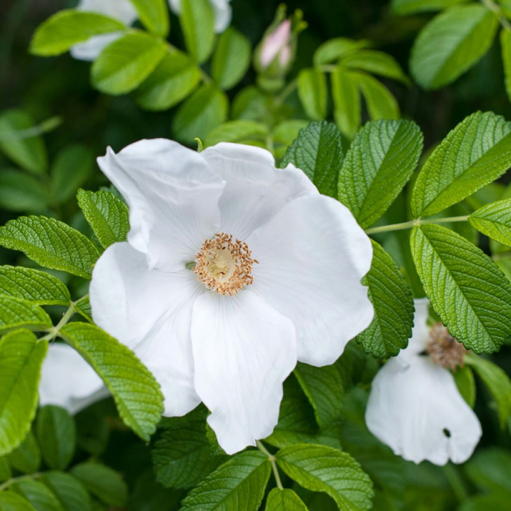 Rosa rugosa Alba - Apfelrose