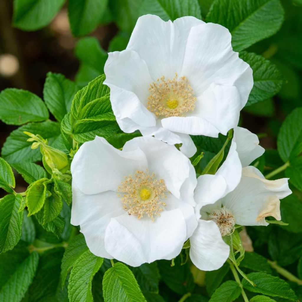 Rosa rugosa Alba - Apfelrose