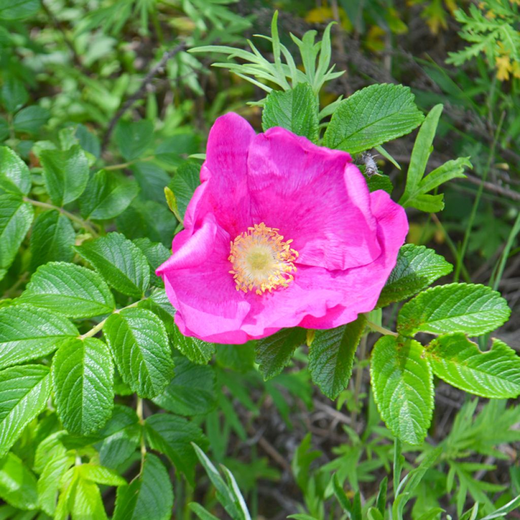 Rosa rugosa Frau Dagmar Hastrup - Apfelrose