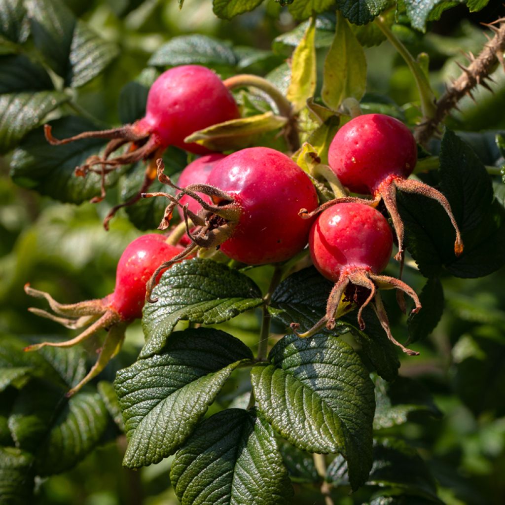 Rosa rugosa Frau Dagmar Hastrup - Apfelrose