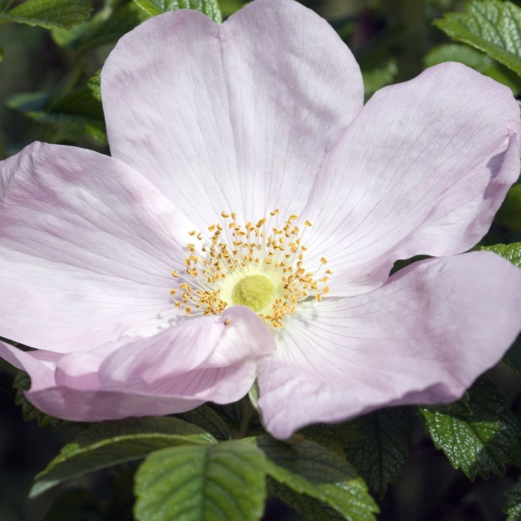 Rosa rugosa Frau Dagmar Hastrup - Apfelrose