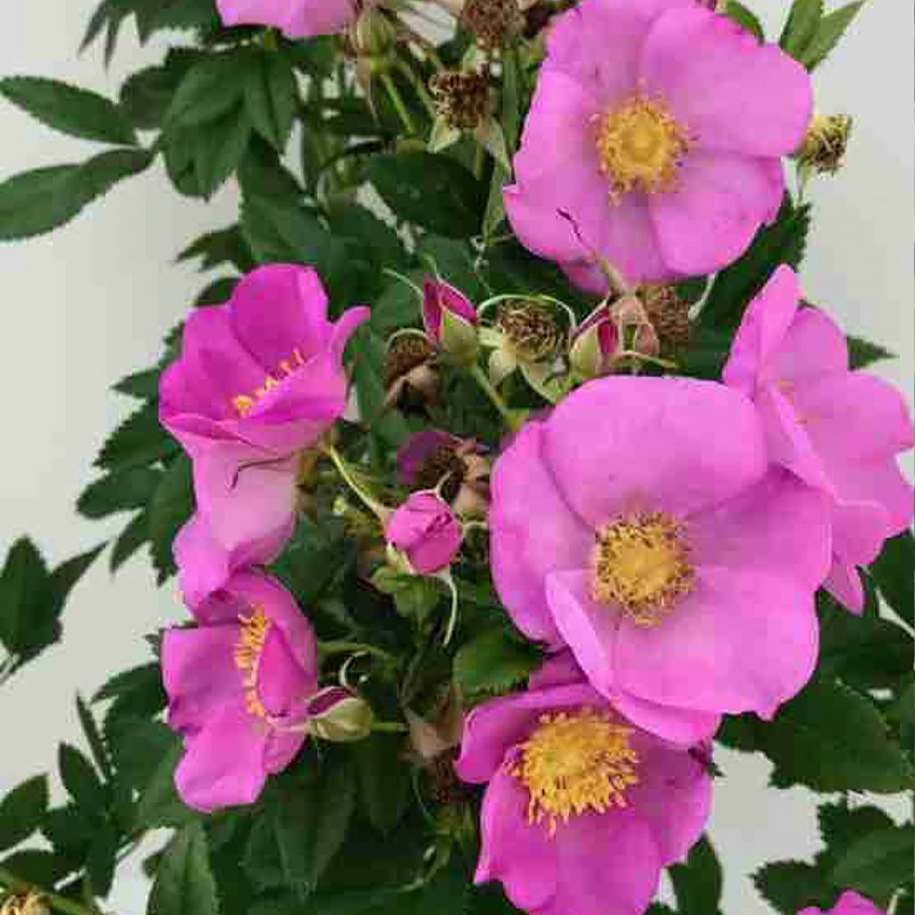 Rosa Jam-a-licious - Apfelrose