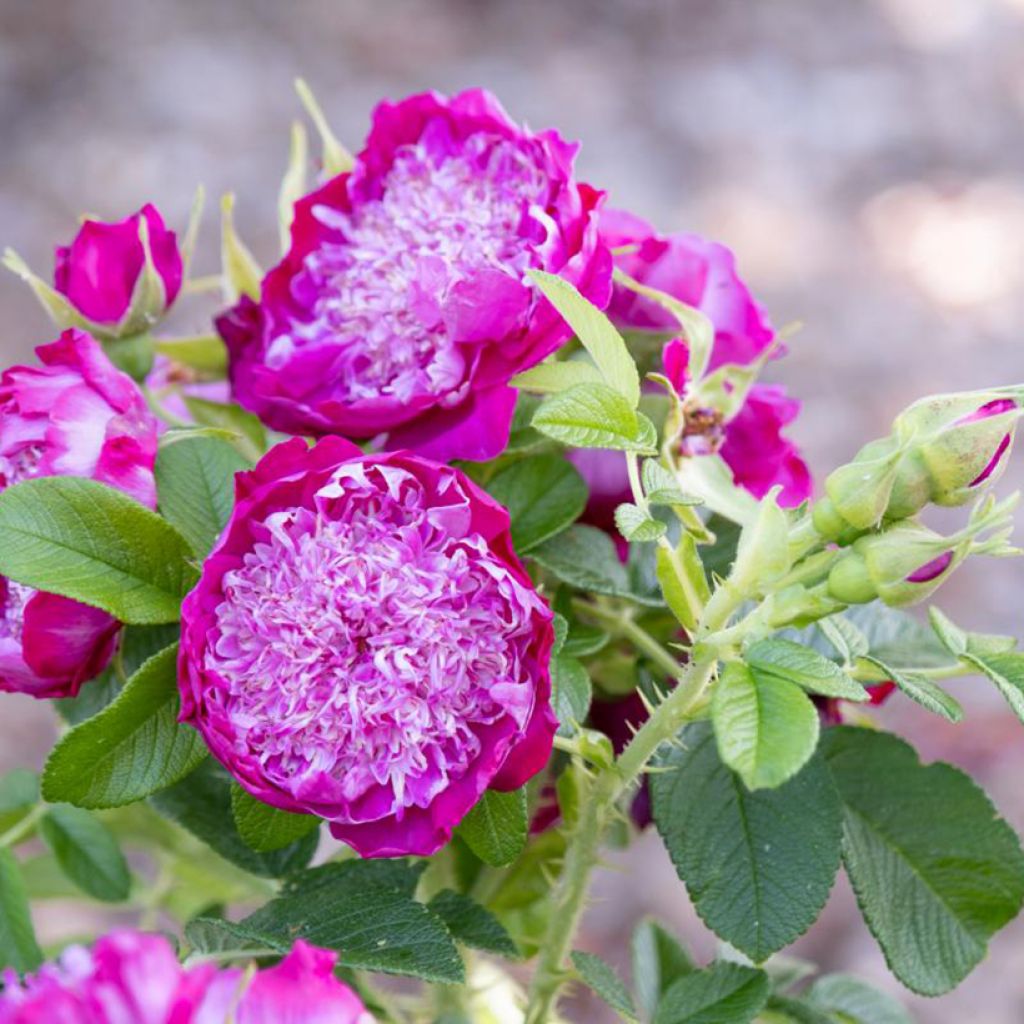 Rosa (x) rugosa Pompom Perfume - Apfelrose