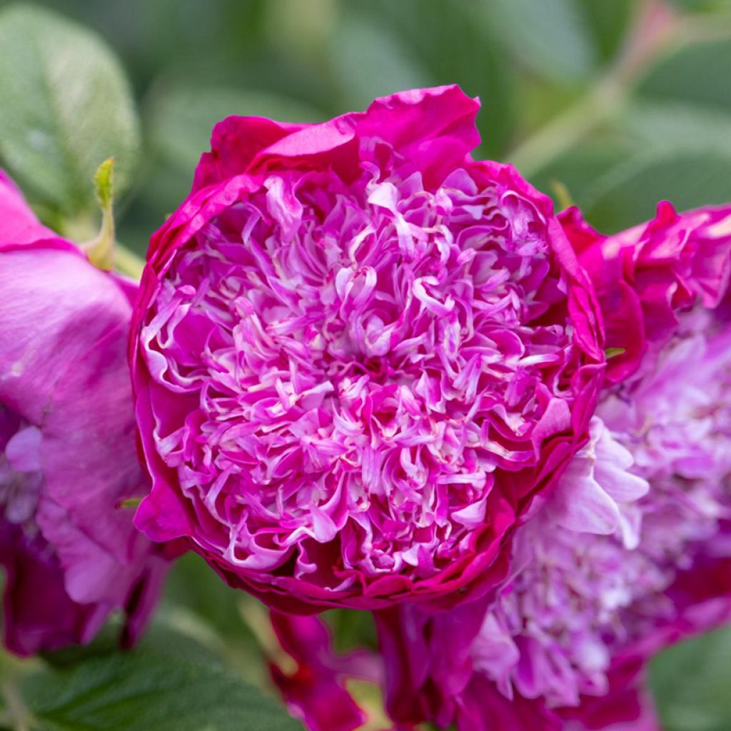 Rosa (x) rugosa Pompom Perfume - Apfelrose