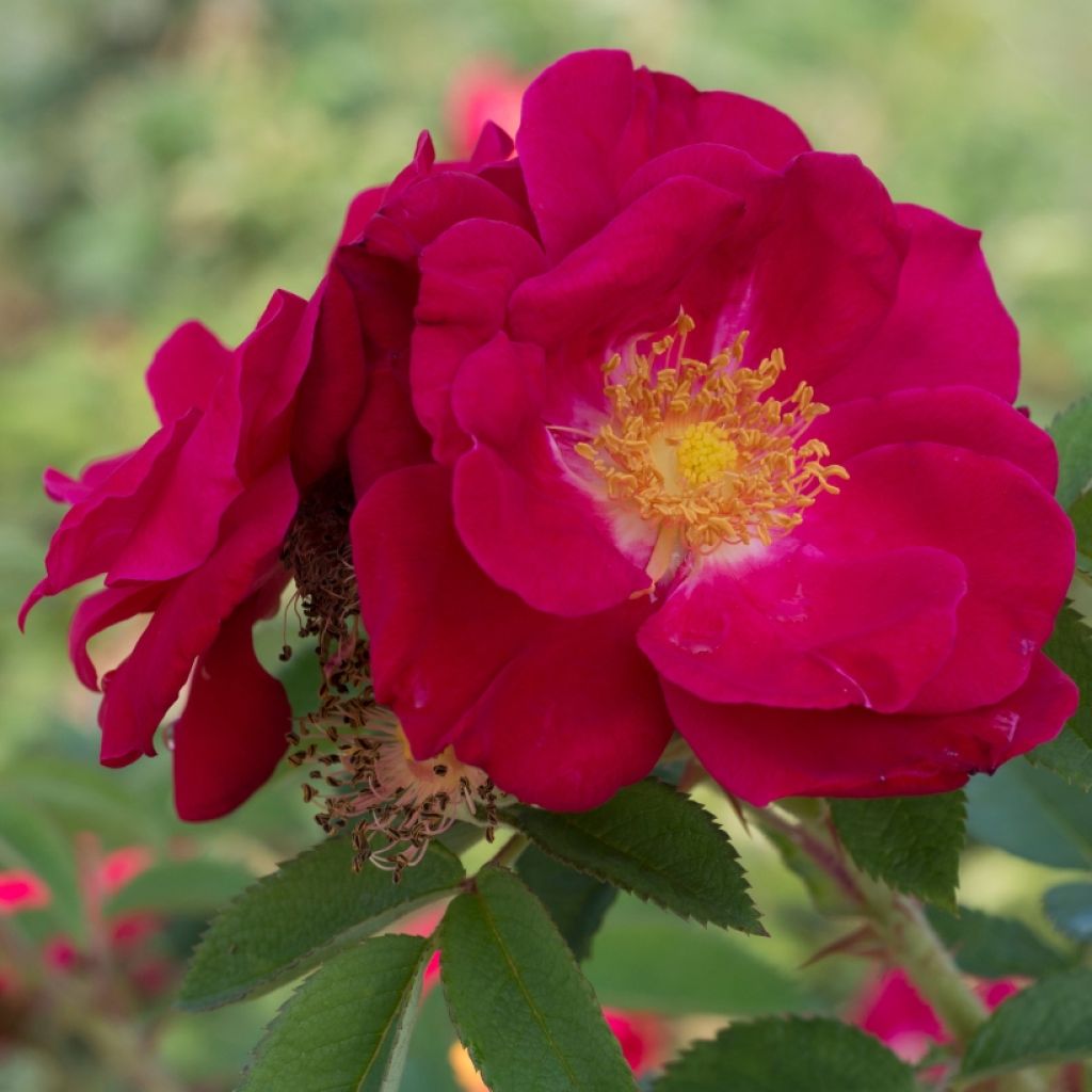 Rosa rugosa - Apfelrose