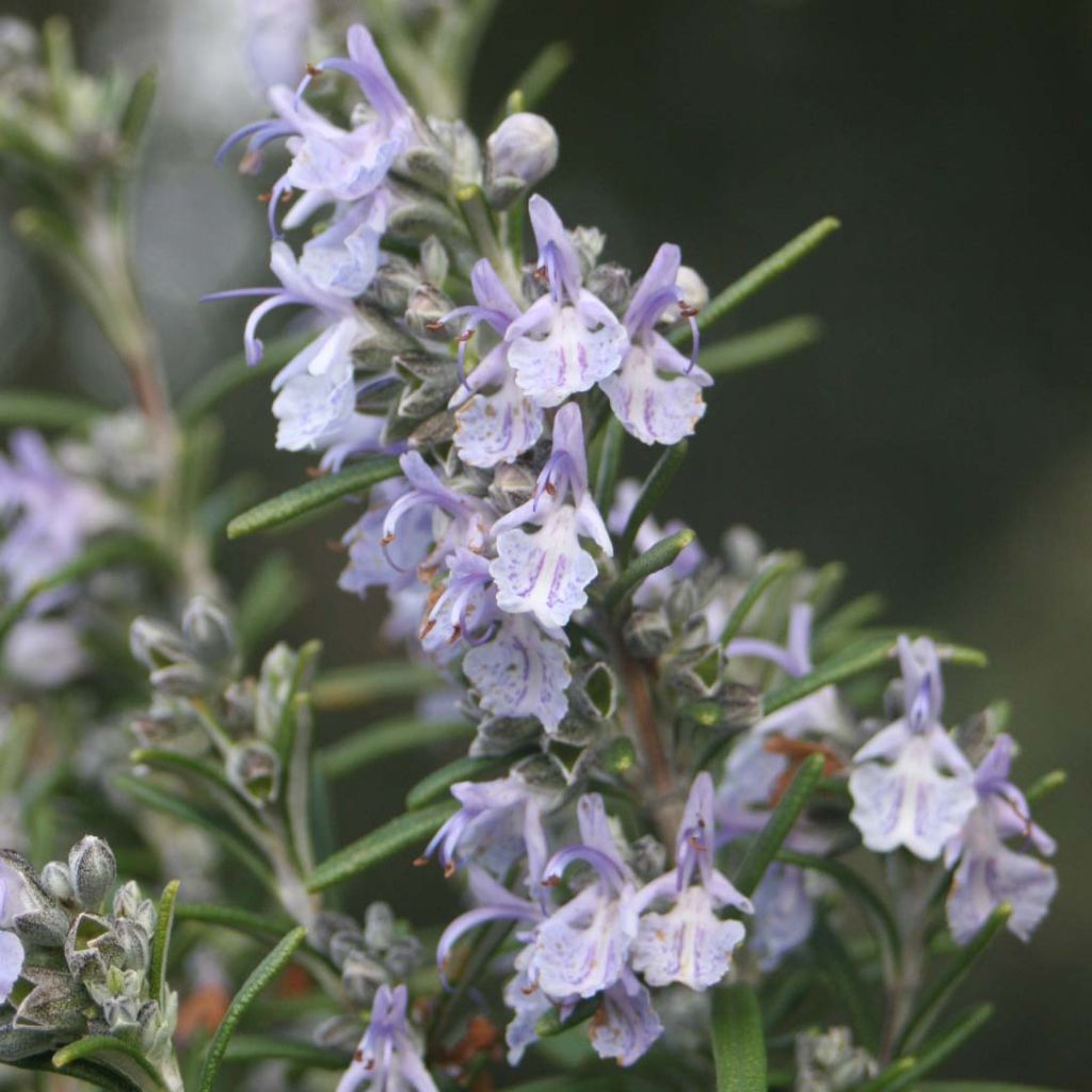 Romarin - Rosmarinus officinalis	