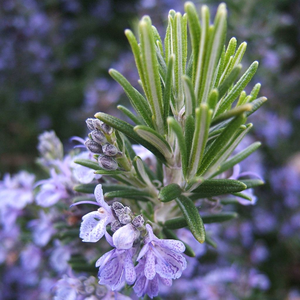 Romarin - Rosmarinus officinalis	