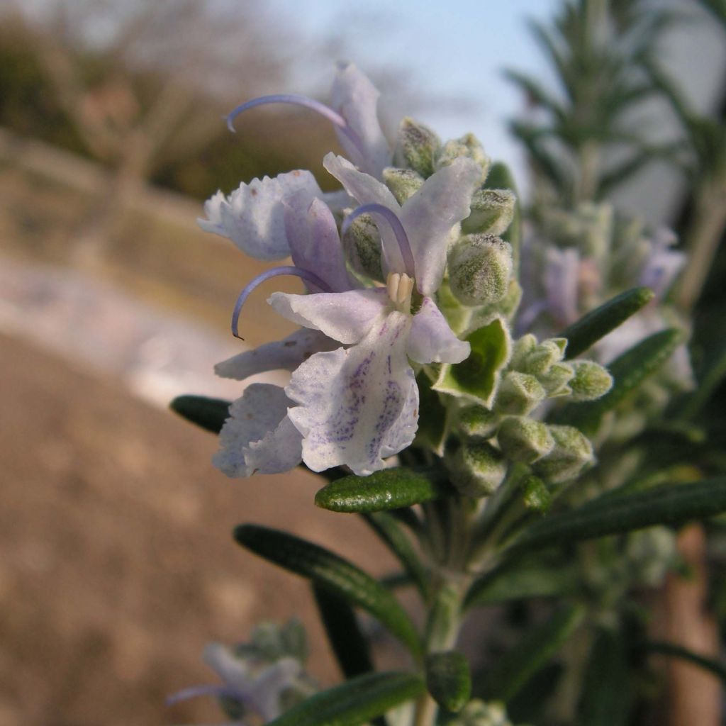 Romarin à fleurs blanches - Rosmarinus officinalis Albiflorus