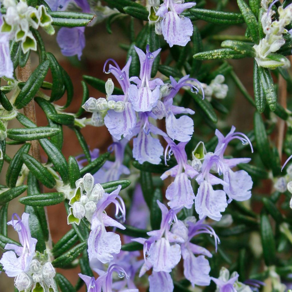 Rosmarinus officinalis Blue Cascade - Romarin retombant