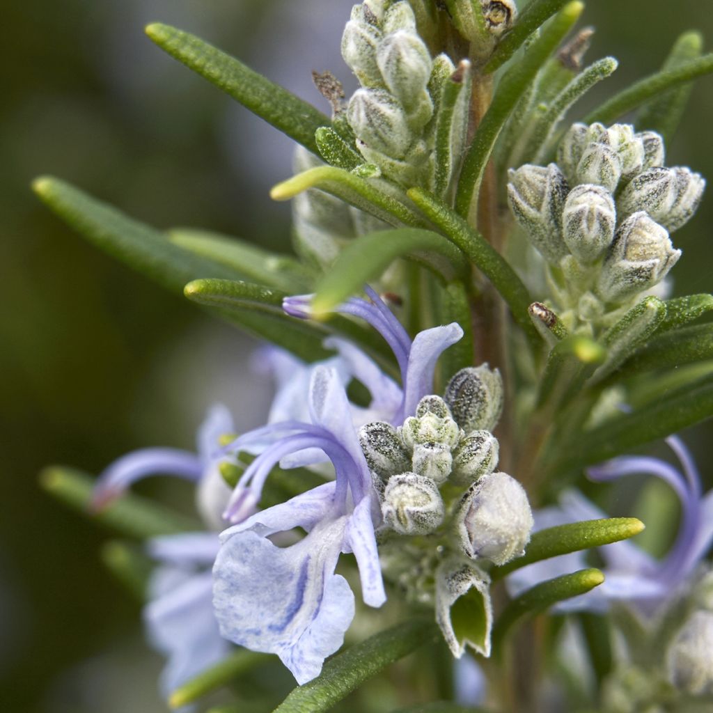 Rosmarin Miss Jessopps Upright - Rosmarinus officinalis