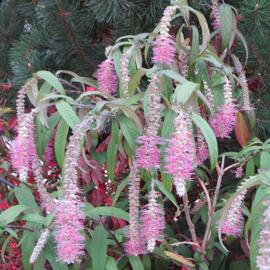 Rostrinucula dependens Happy Cascade - Menthe en arbre