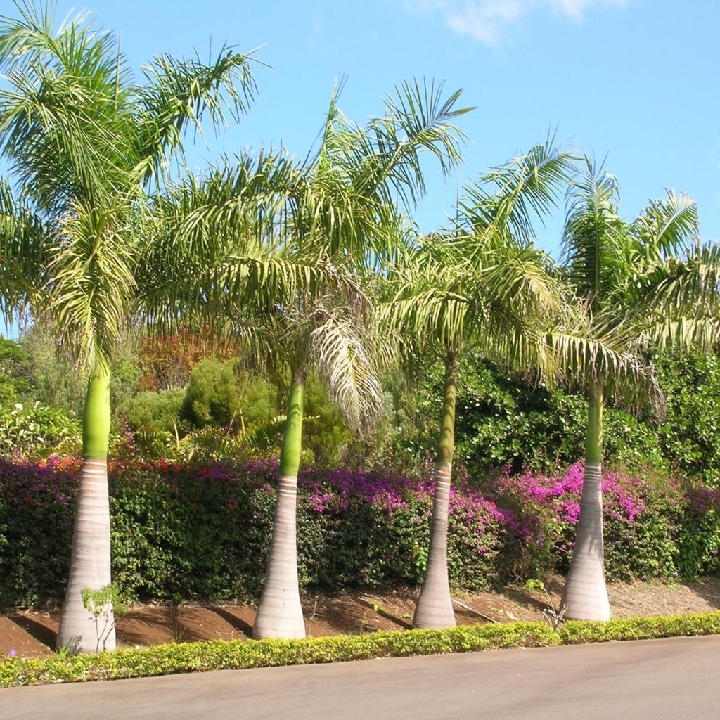 Roystonea regia - Barbados-Königspalme