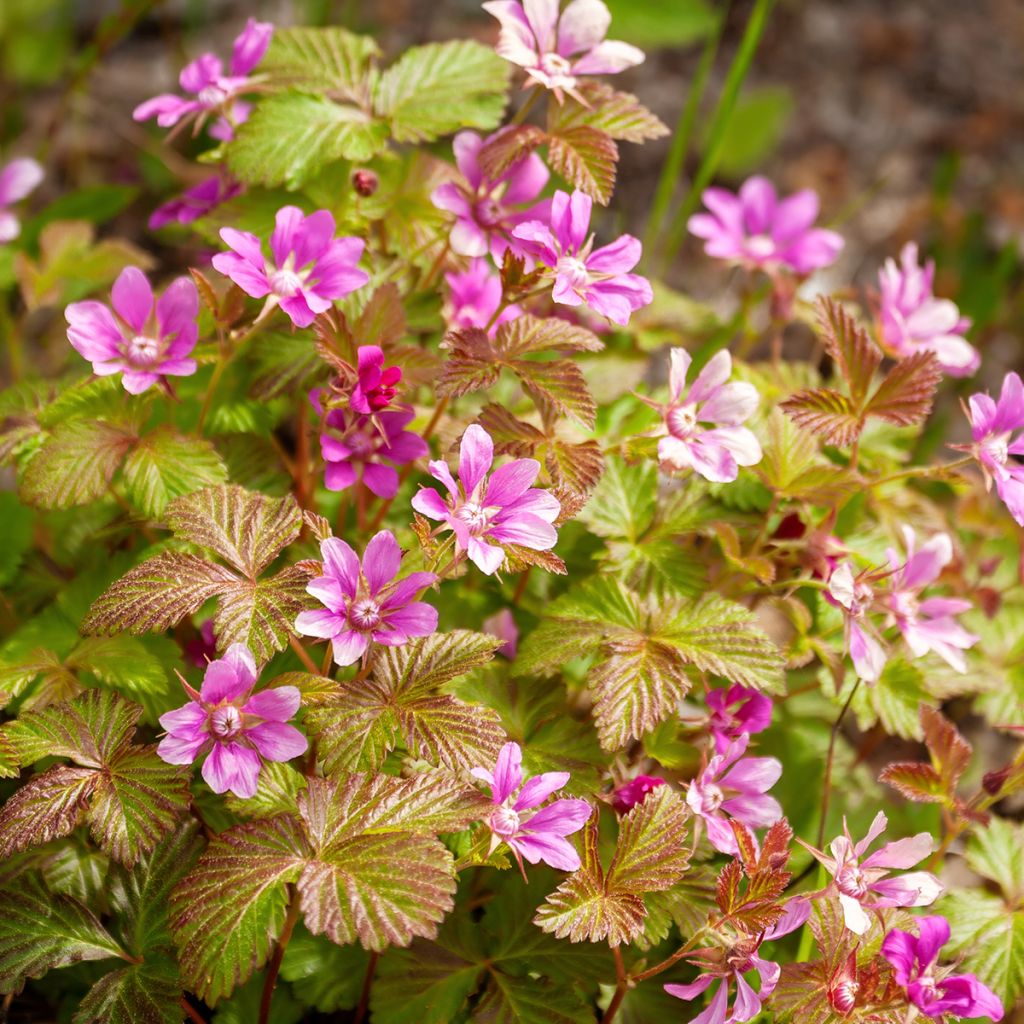 Allackerbeere Beata - Rubus arcticus