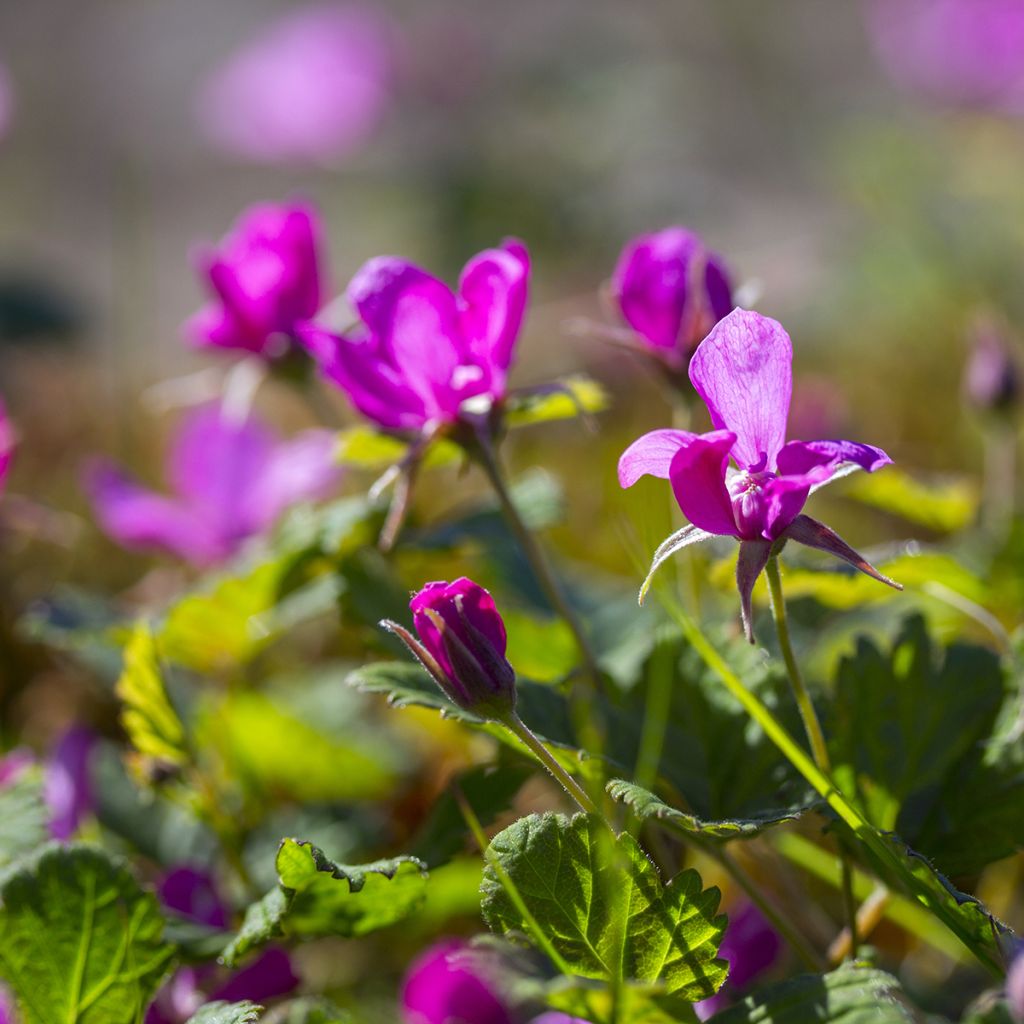 Allackerbeere Beata - Rubus arcticus