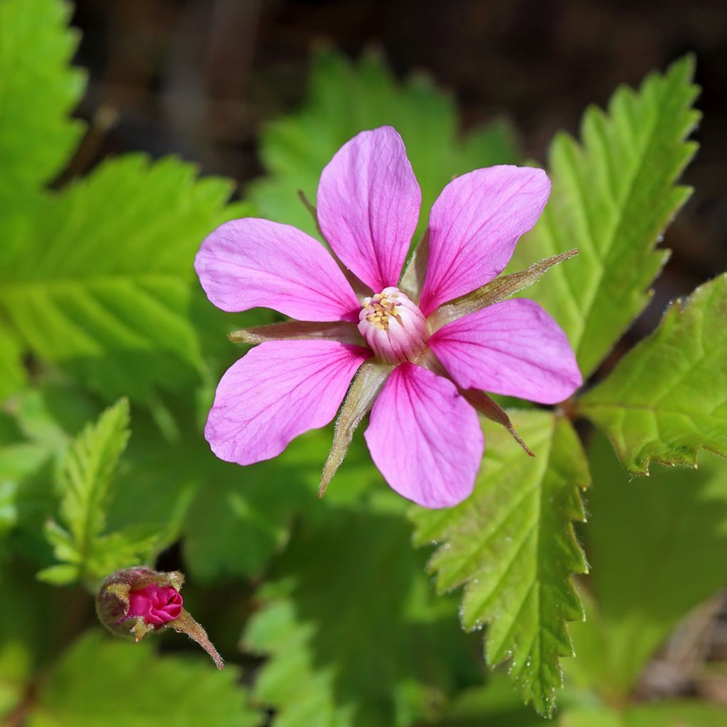 Allackerbeere Beata - Rubus arcticus