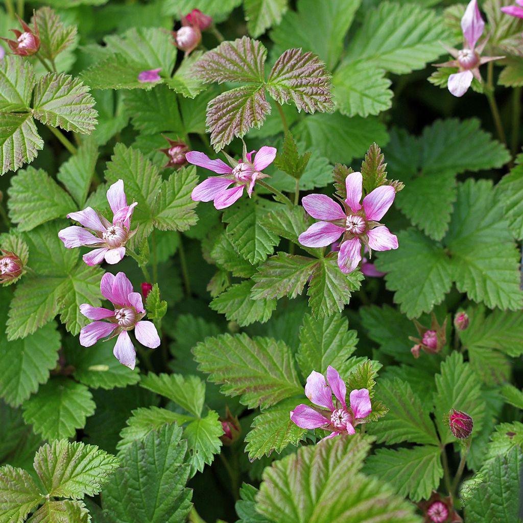 Allackerbeere Beata - Rubus arcticus