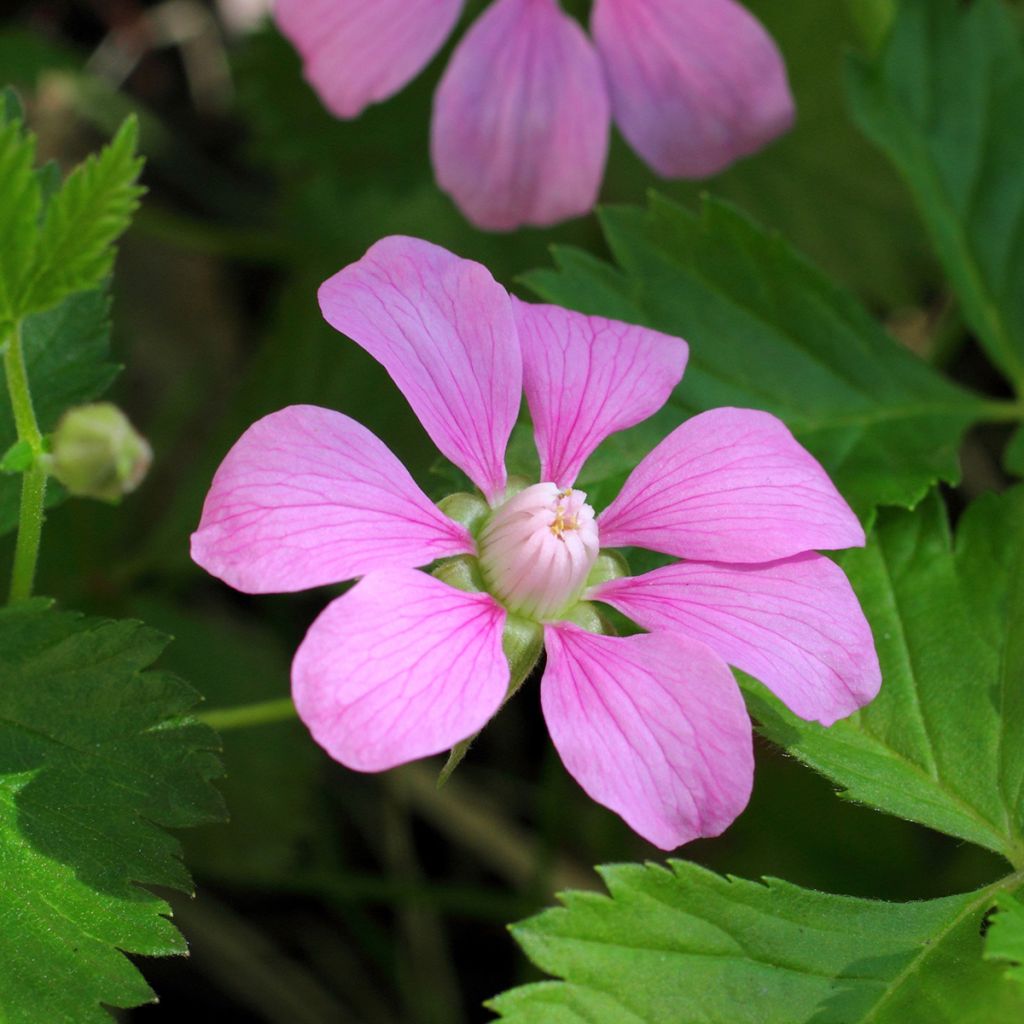 Allackerbeere Beata - Rubus arcticus