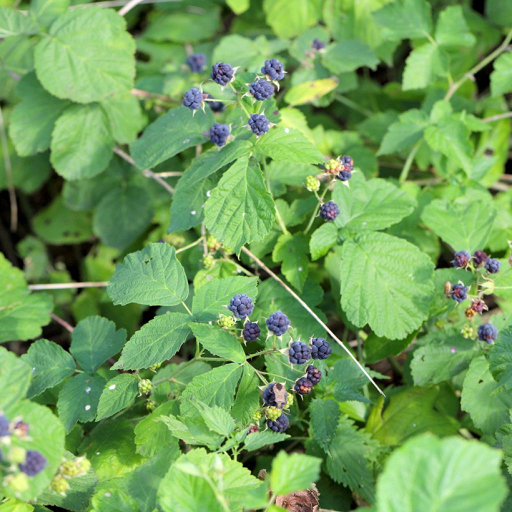 Rubus caesius - Kratzbeere