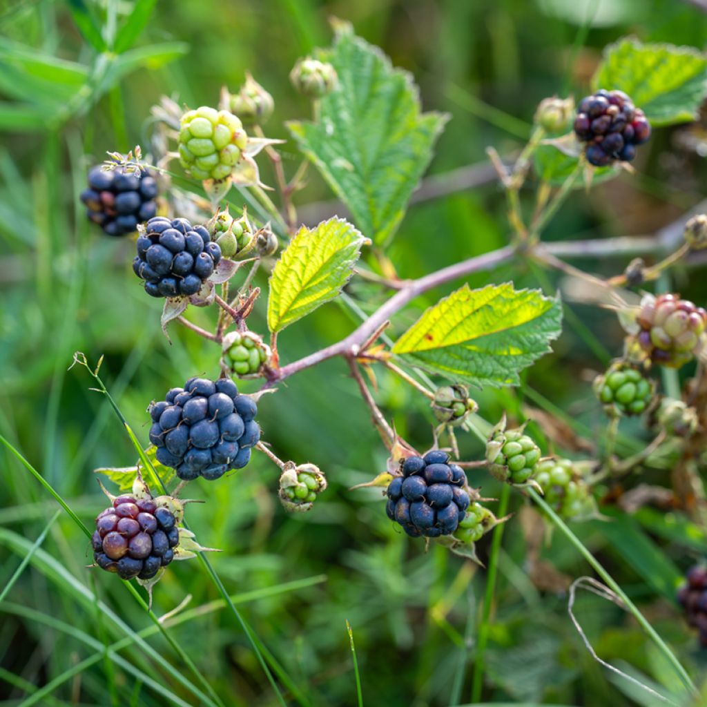 Rubus caesius - Kratzbeere