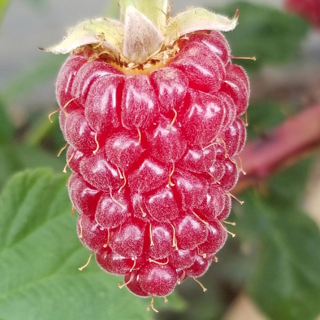 Brombeere Medana Tayberry