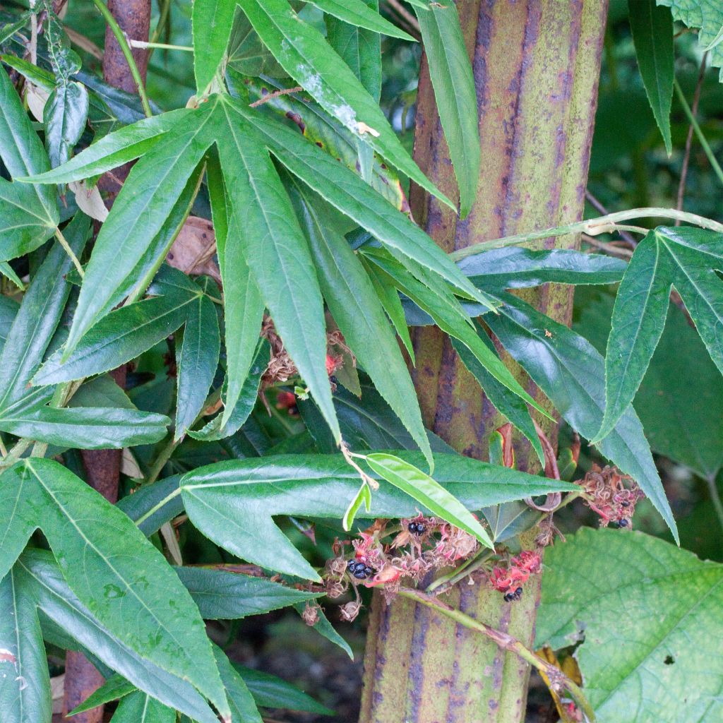 Rubus henryi bambusarum - Kletterhimbeere