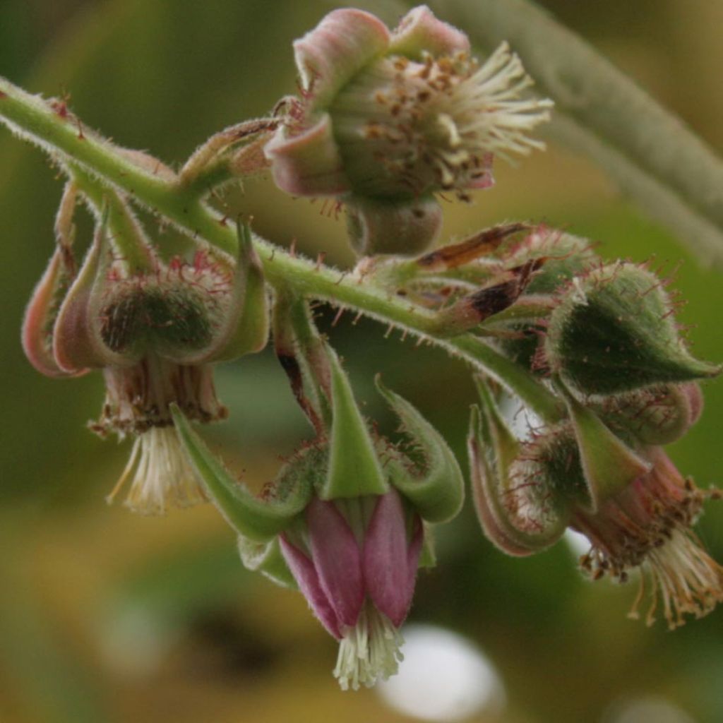 Rubus henryi bambusarum - Ronce de Henry à feuilles de bambou 