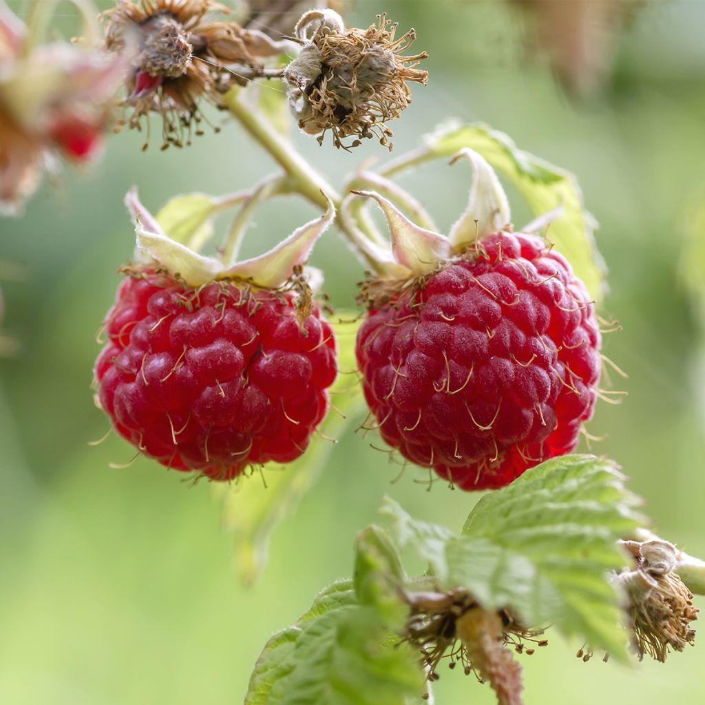 Framboisier Tulameen - Rubus idaeus