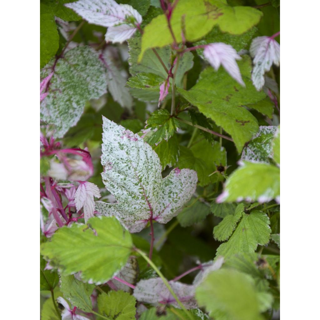 Rubus microphyllus Variegatus' - Brombeere