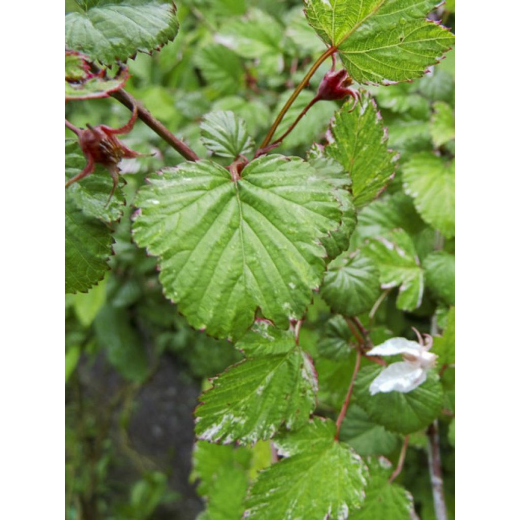 Rubus microphyllus Variegatus' - Brombeere