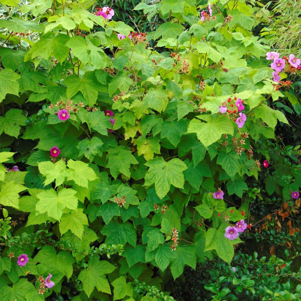 Rubus odoratus - Zimt-Brombeere