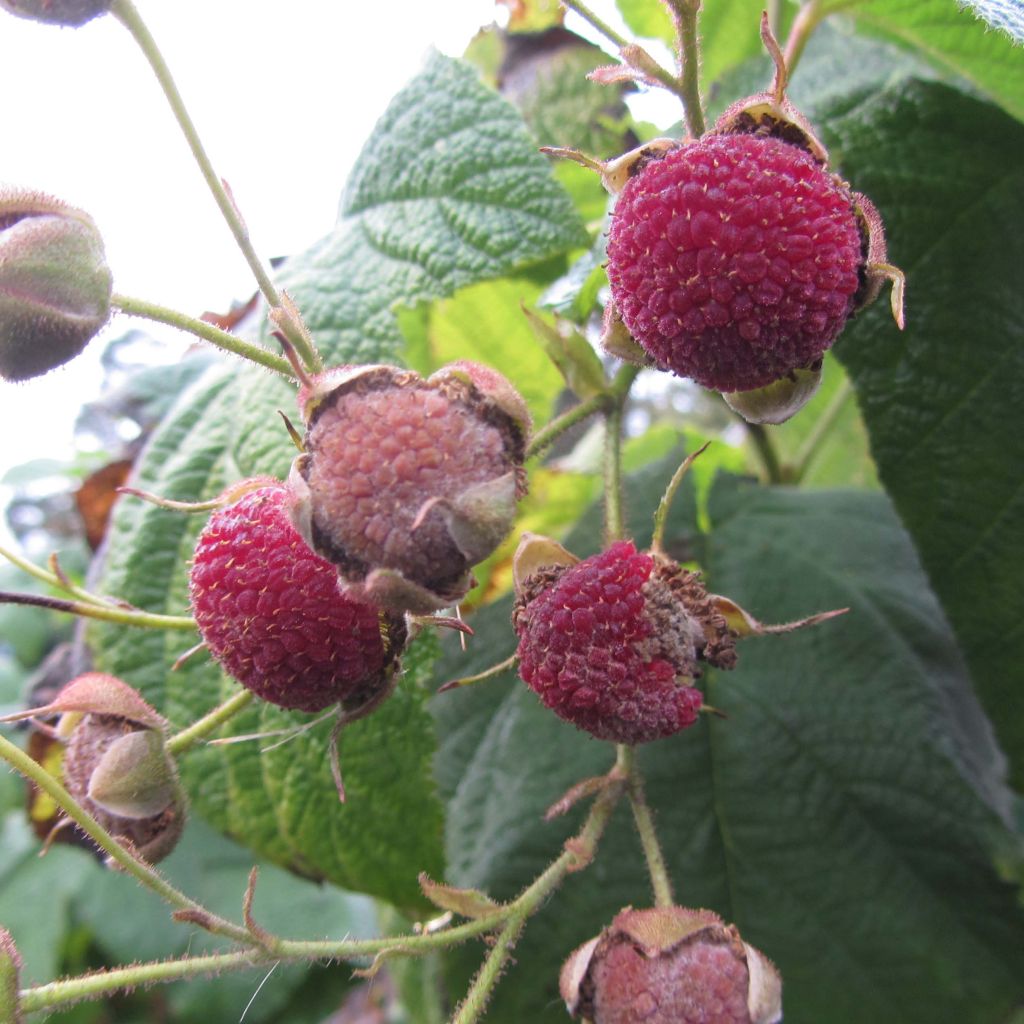 Rubus odoratus - Zimt-Brombeere