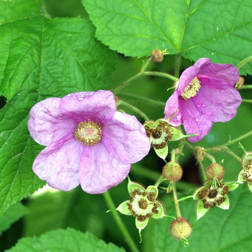 Rubus odoratus - Zimt-Brombeere