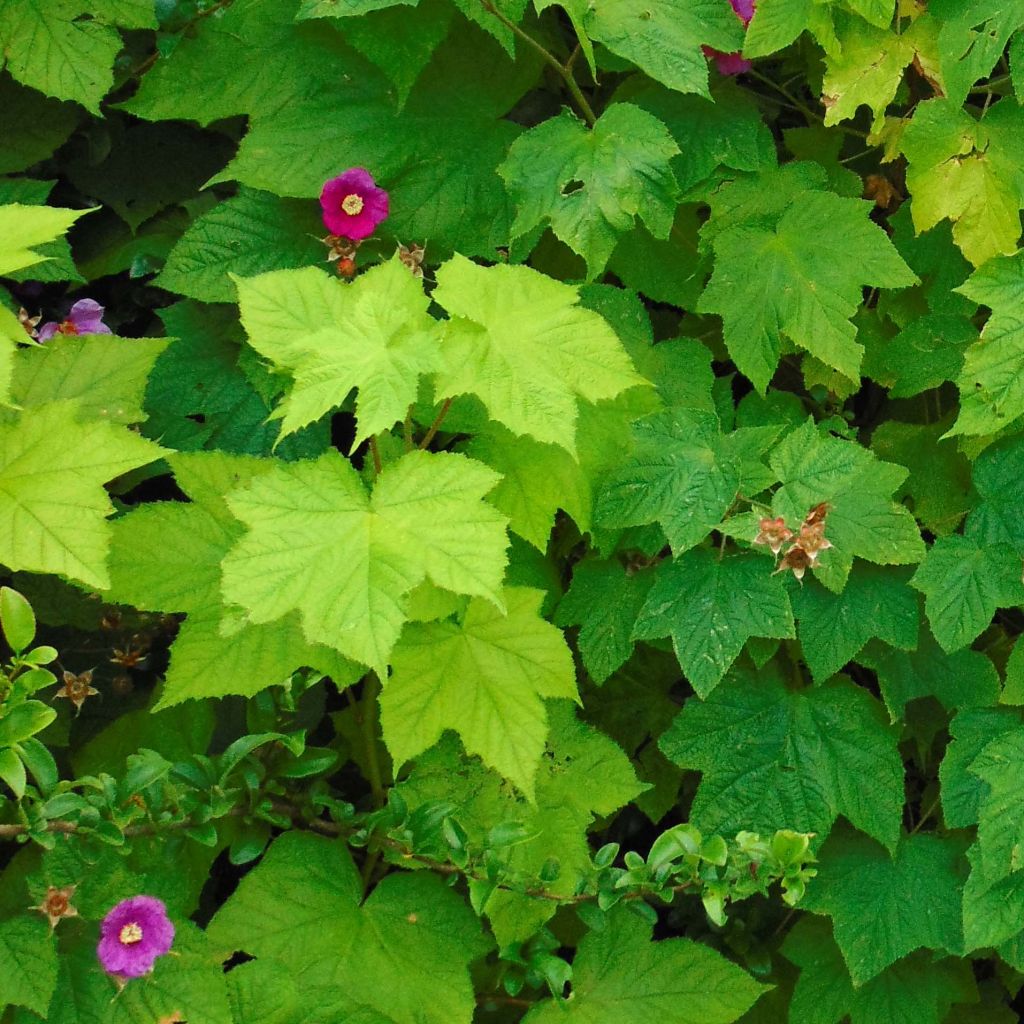 Rubus odoratus - Zimt-Brombeere