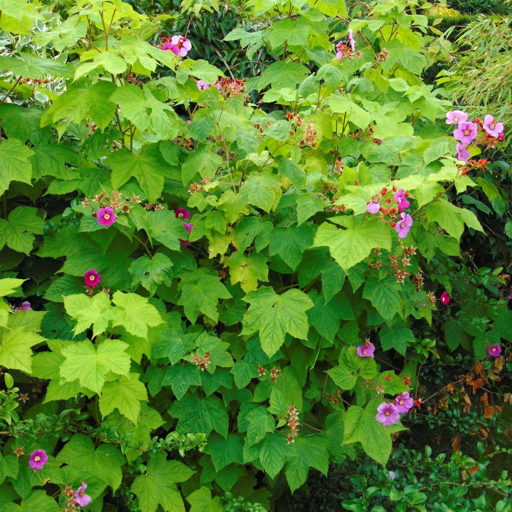 Rubus odoratus - Zimt-Brombeere