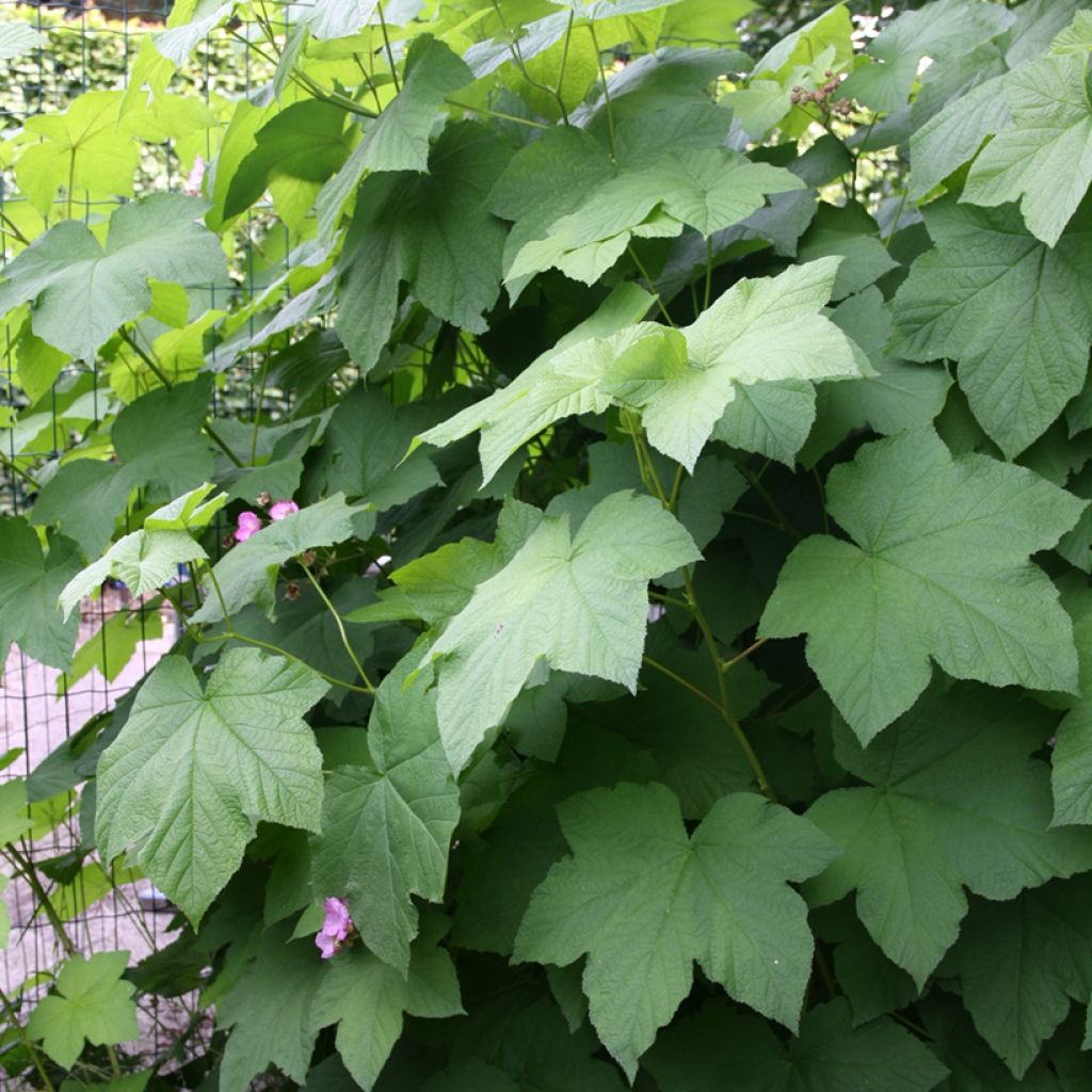 Rubus odoratus - Zimt-Brombeere