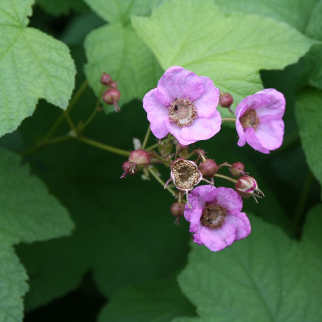 Rubus odoratus - Zimt-Brombeere