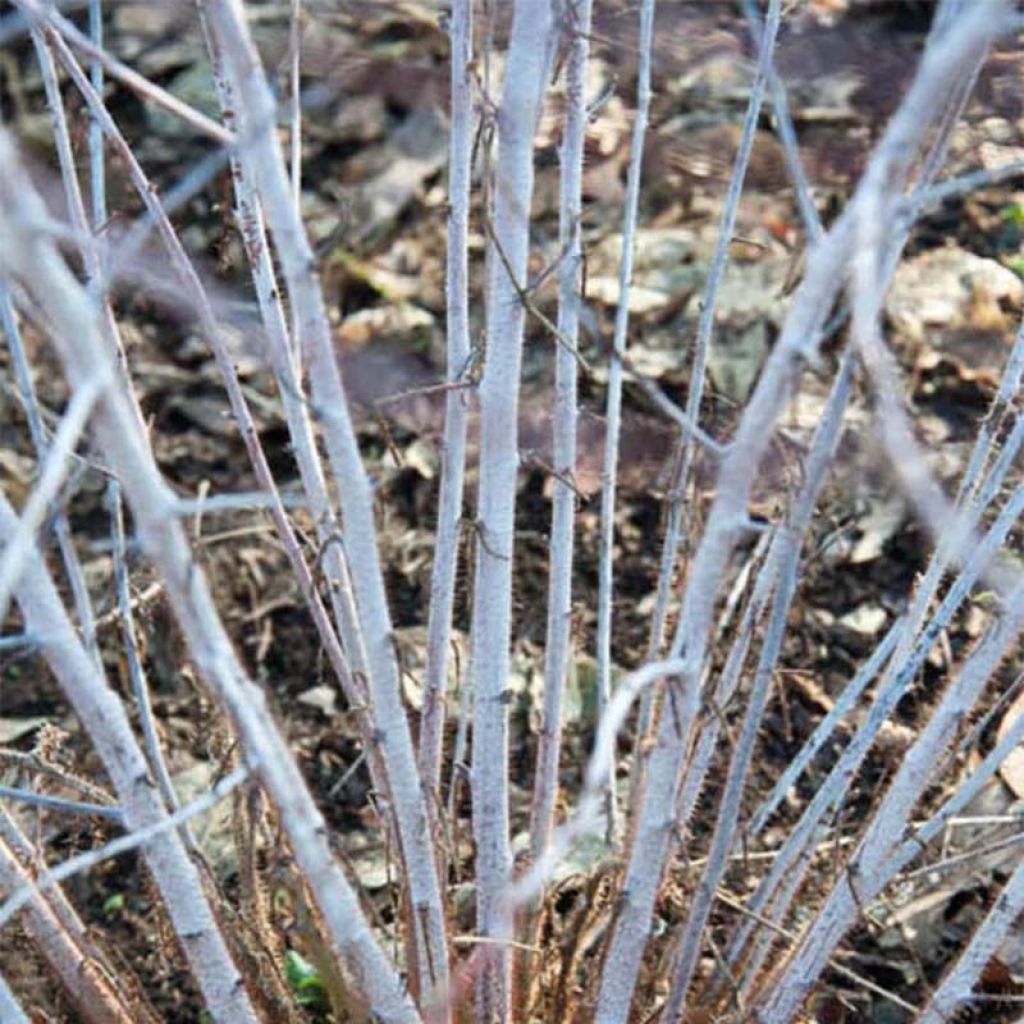 Rubus thibetanus Silver Fern - Tibetische Brombeere