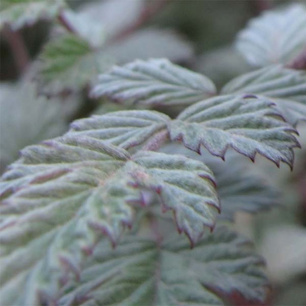 Rubus thibetanus Silver Fern - Tibetische Brombeere