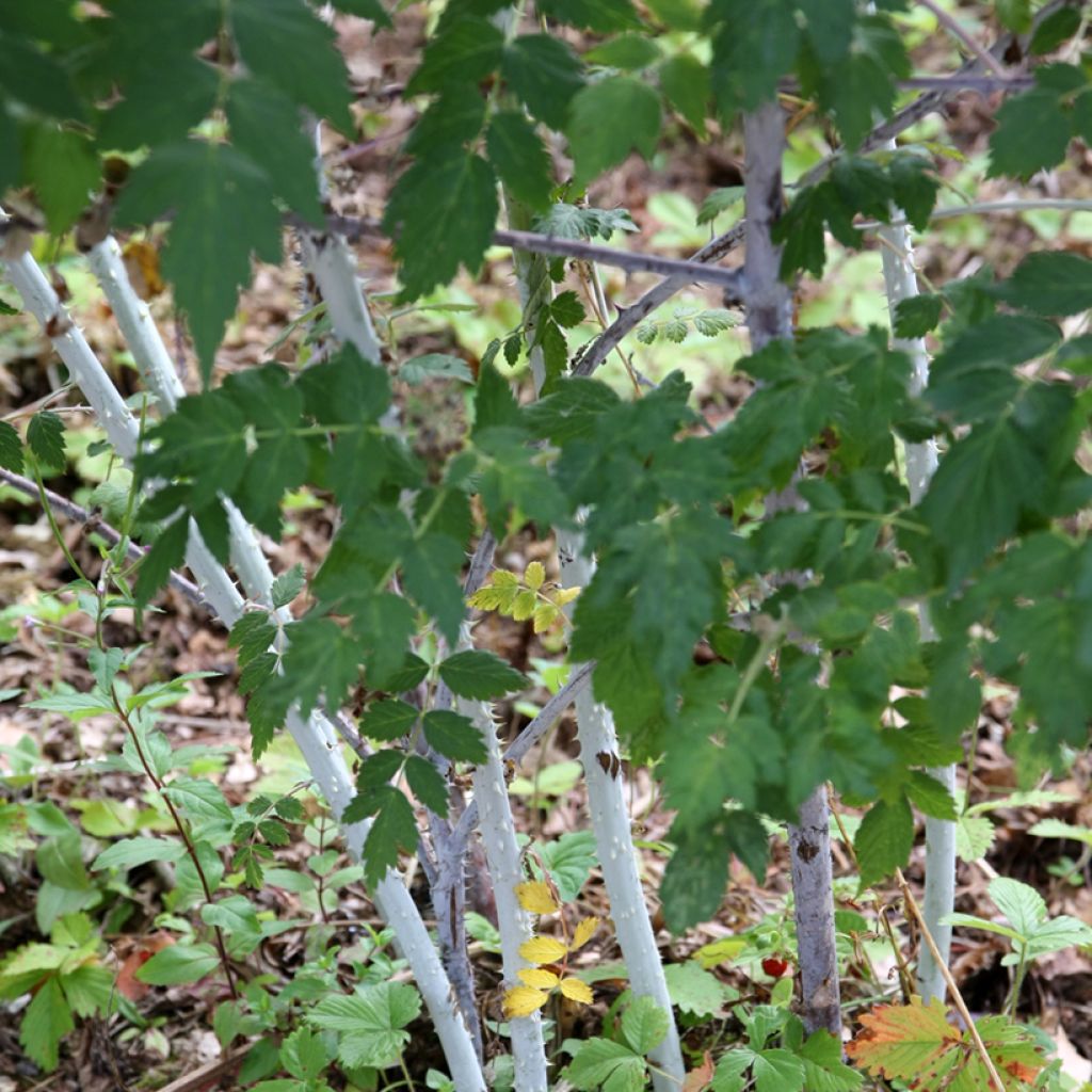 Rubus thibetanus Silver Fern - Tibetische Brombeere