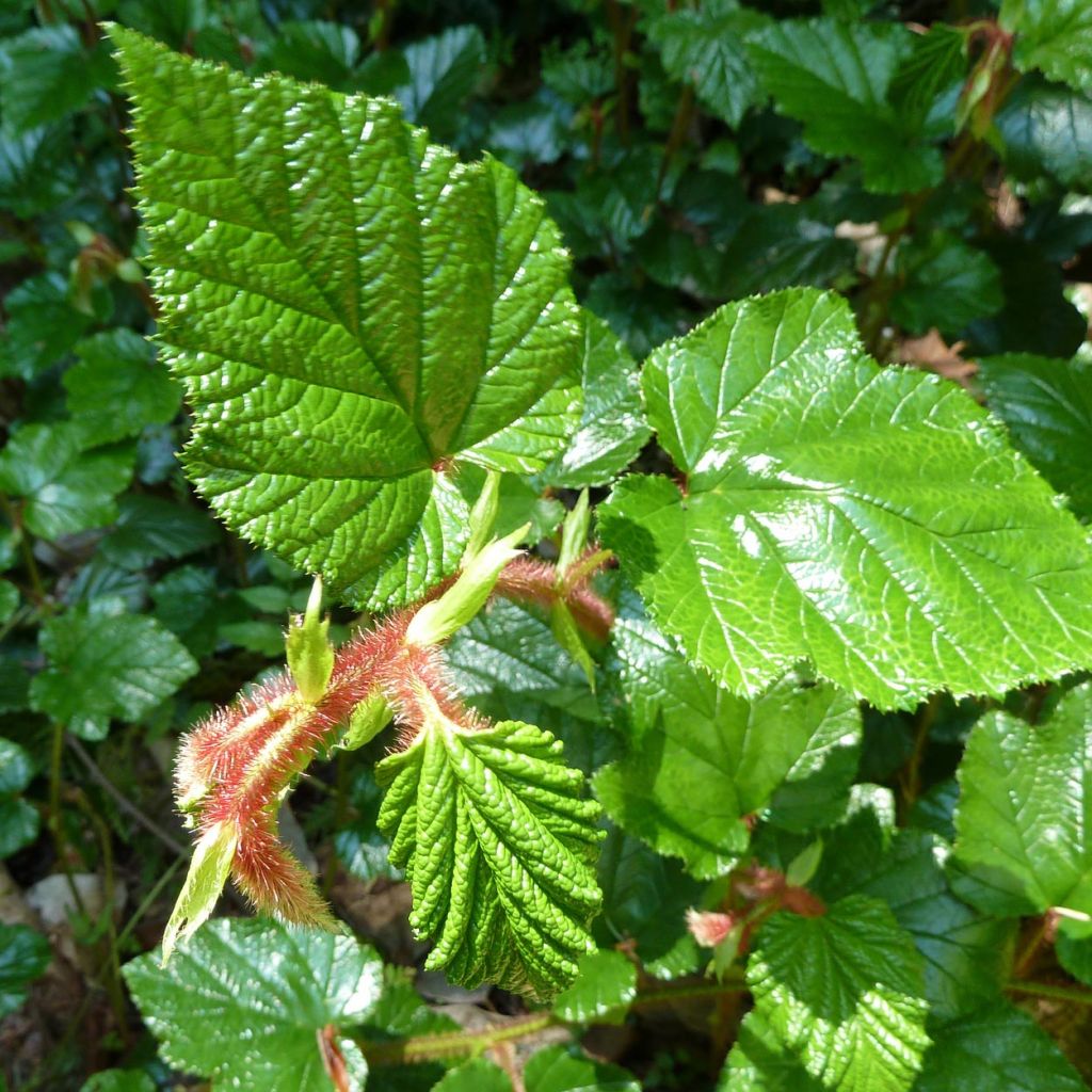 Rubus tricolor - Dreifarbige Brombeere