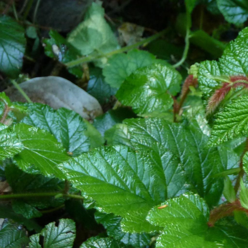 Ronce tricolor - Rubus tricolor